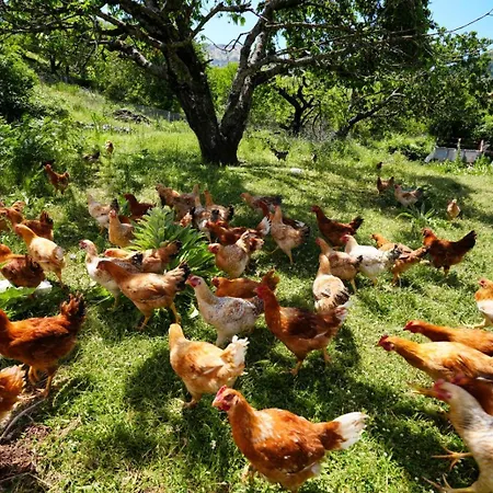 Guest house Agroturizem Dr Bizhga
