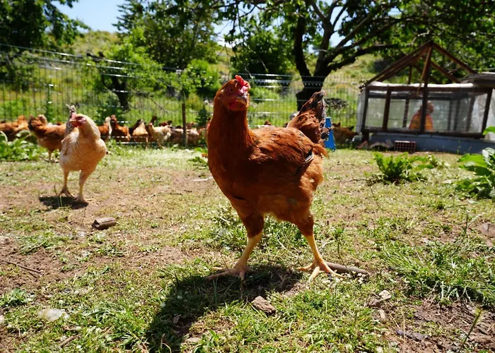 Konukevi Agroturizem Dr Bizhga *