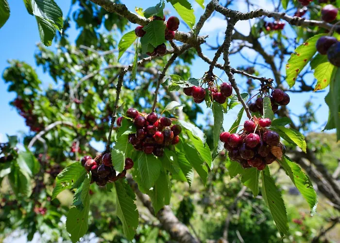 Konukevi Agroturizem Dr Bizhga *