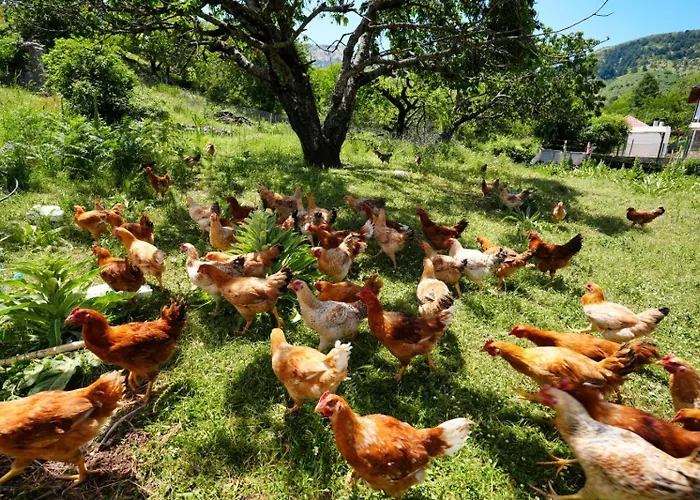 Pensjonat Agroturizem Dr Bizhga